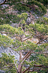 white-tailed sea eagle