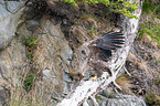 white-tailed sea eagle