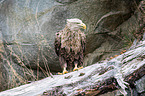 white-tailed sea eagle