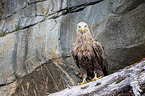 white-tailed sea eagle