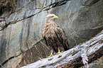 white-tailed sea eagle