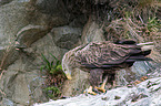 white-tailed sea eagle