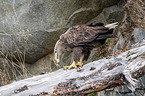 white-tailed sea eagle