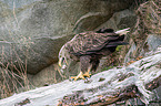 white-tailed sea eagle