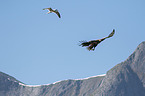 white-tailed sea eagle