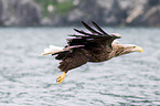 white-tailed sea eagle