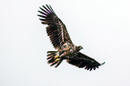 white-tailed sea eagle