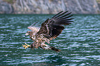 white-tailed sea eagle