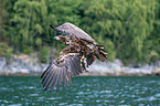 white-tailed sea eagle