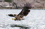 white-tailed sea eagle