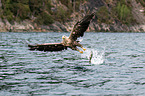 white-tailed sea eagle