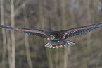 flying white-tailed eagle