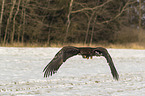 flying white-tailed eagle