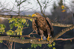 sitting White-tailed Sea Eagle