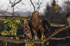 sitting White-tailed Sea Eagle