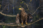 sitting White-tailed Sea Eagle