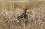 White-tailed Sea Eagle