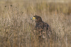 White-tailed Sea Eagle