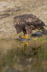 White-tailed Sea Eagle with prey