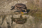 White-tailed Sea Eagle with prey