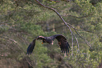 flying White-tailed Sea Eagle