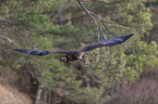 flying White-tailed Sea Eagle