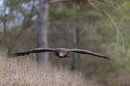 flying White-tailed Sea Eagle