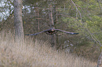 flying White-tailed Sea Eagle