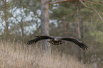 flying White-tailed Sea Eagle