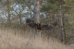 flying White-tailed Sea Eagle