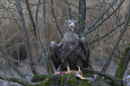 White-tailed Sea Eagle with prey