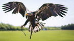 flying White-tailed Sea Eagle