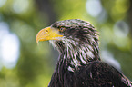 White-tailed Sea Eagle portrait