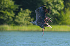 flying White-tailed Sea Eagle