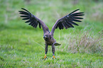 flying White-tailed Sea Eagle