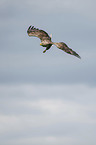 flying White-tailed Sea Eagle