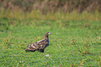 white-tailed sea eagle