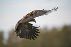 white-tailed sea eagle