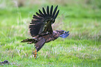 white-tailed sea eagle