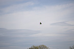 white-tailed eagle