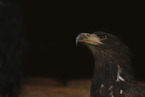 white-tailed sea eagle