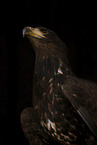 white-tailed sea eagle
