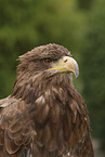 white-tailed sea eagle