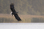 white-tailed sea eagle