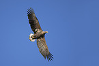 white-tailed sea eagle