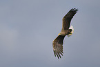 white-tailed sea eagle