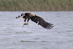 white-tailed sea eagle