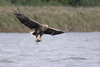 white-tailed sea eagle