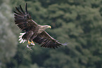 white-tailed sea eagle