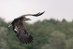 white-tailed sea eagle